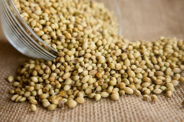 تصویر 2 از فروش تخم گشنیز سبز + قیمت خرید به صرفه